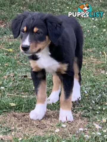 Border collie puppies