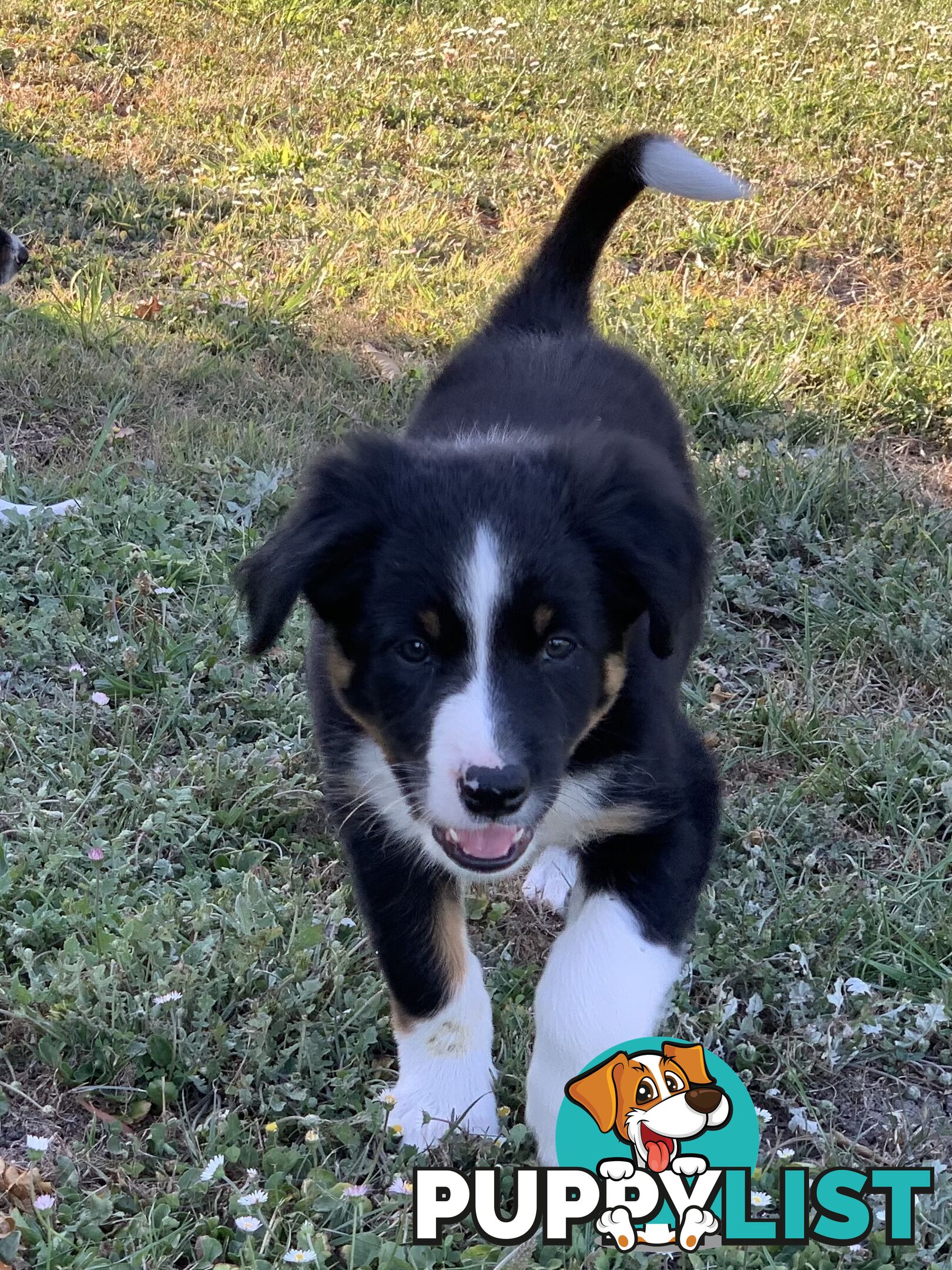 Border collie puppies