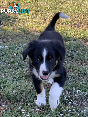 Border collie puppies