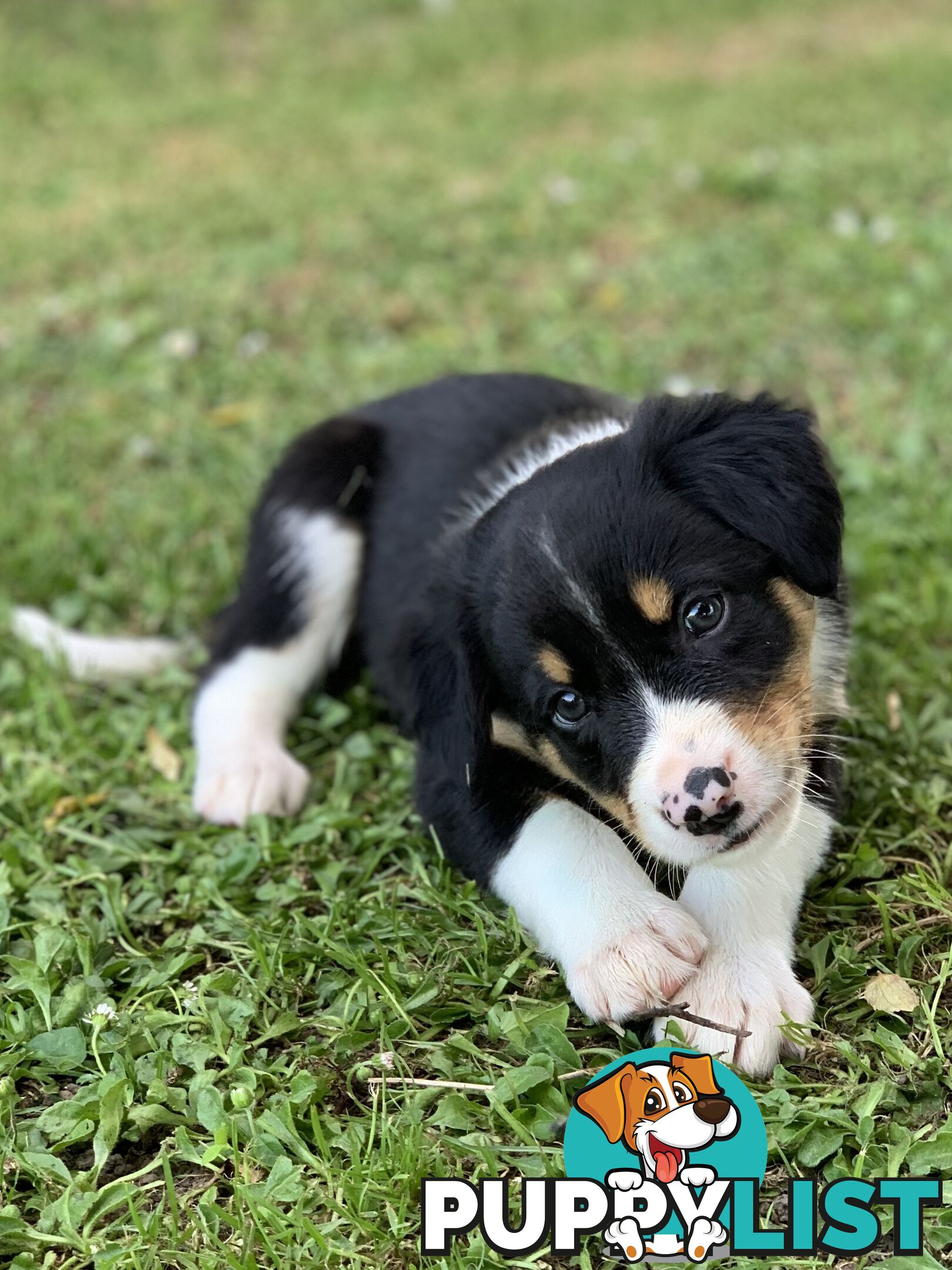 Border collie puppies