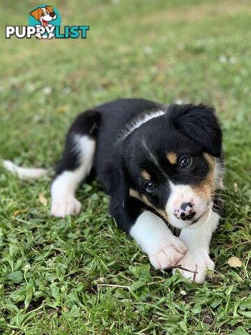 Border collie puppies