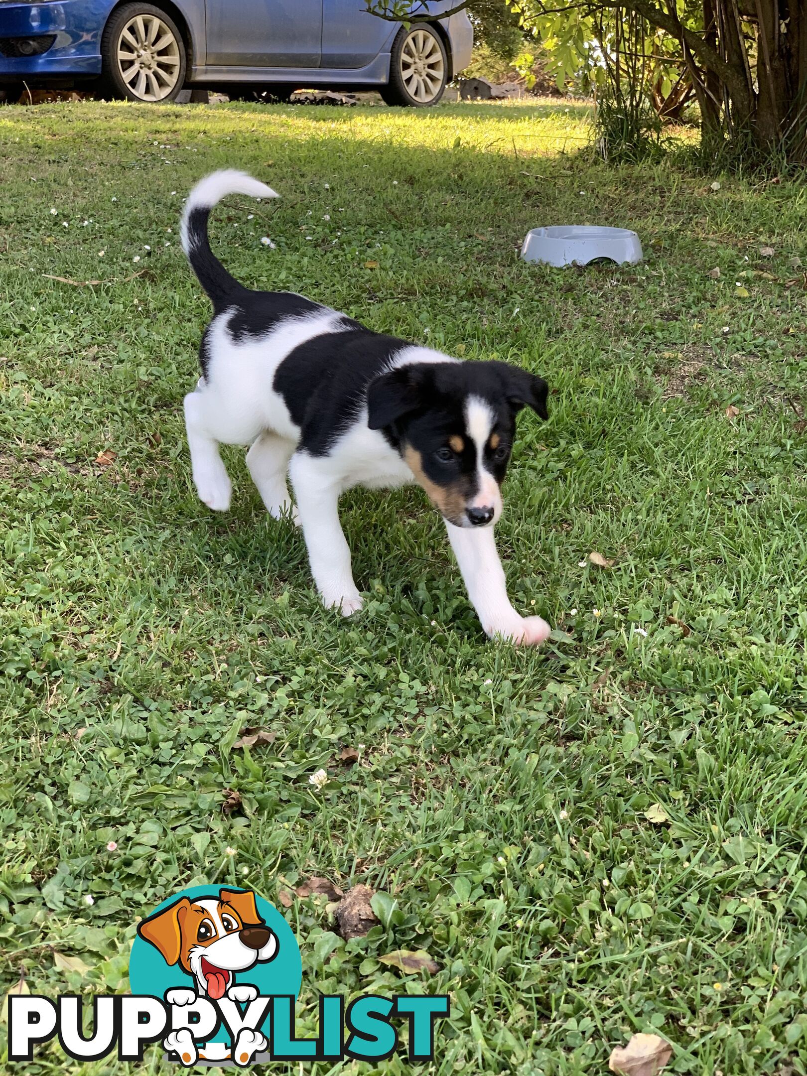 Border collie puppies