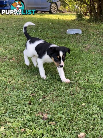 Border collie puppies