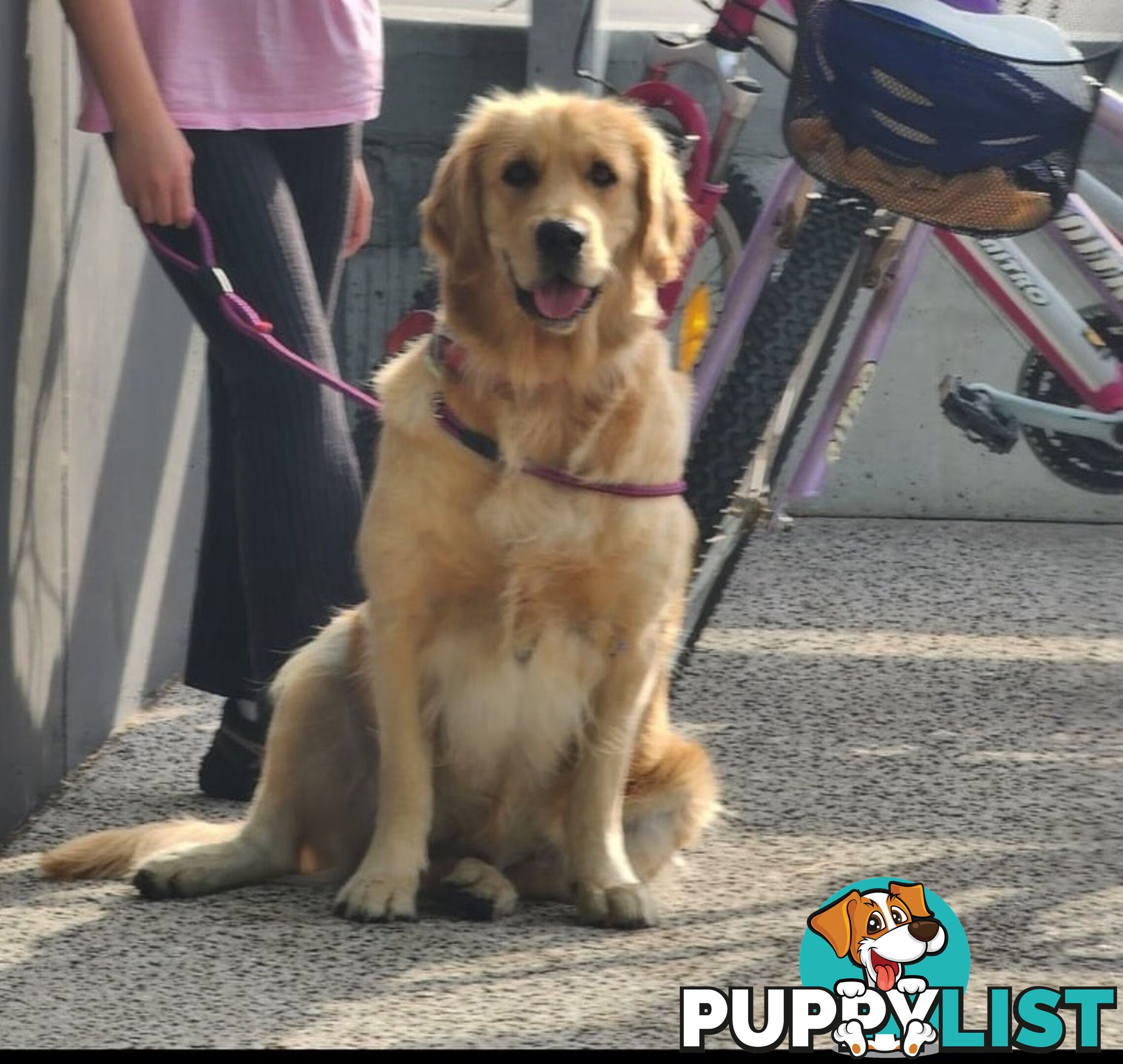 Pure Bred golden retriever puppy