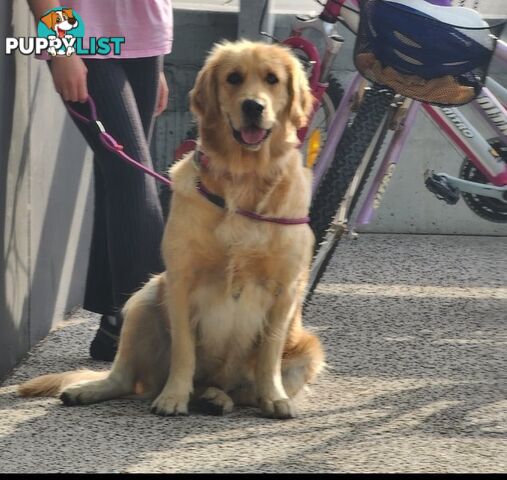 Pure Bred golden retriever puppy