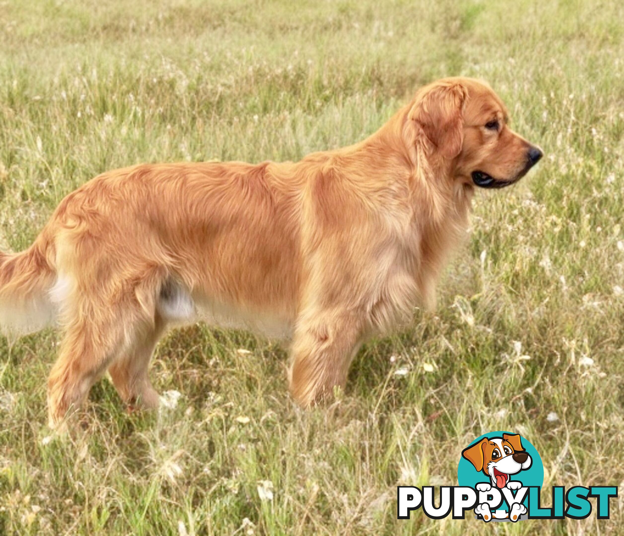 Pure Bred golden retriever puppy