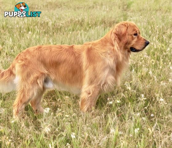 Pure Bred golden retriever puppy