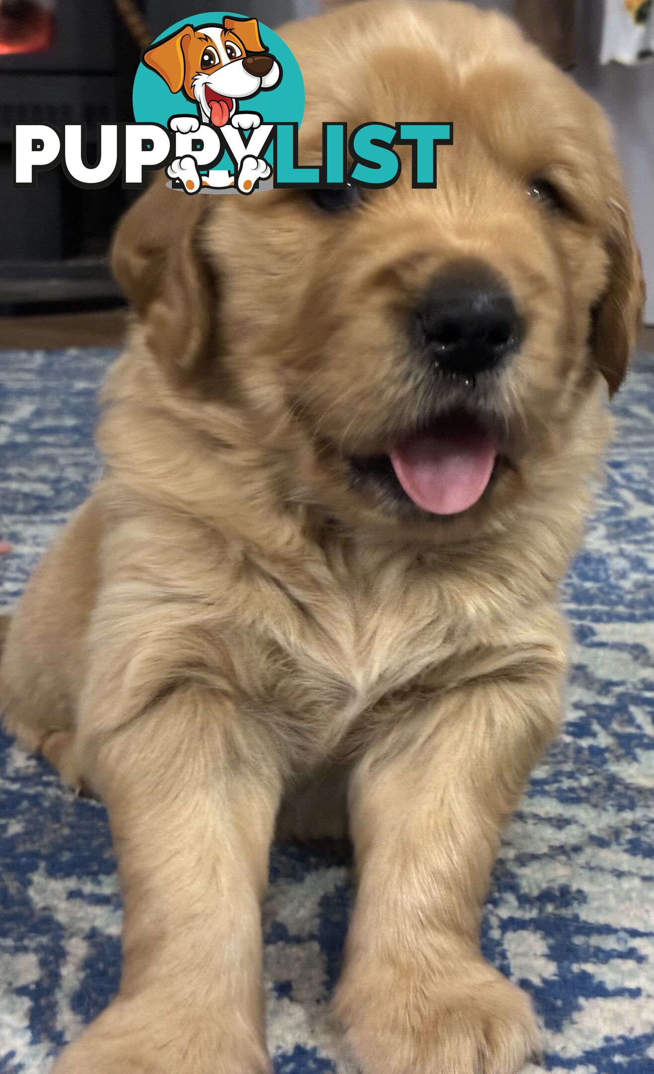 Pure Bred golden retriever puppy