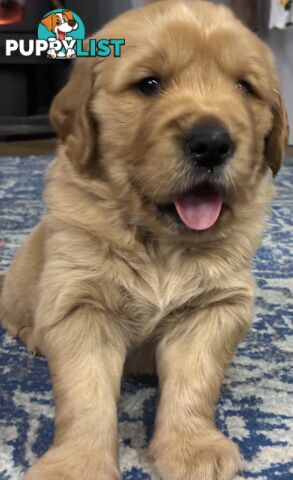 Pure Bred golden retriever puppy