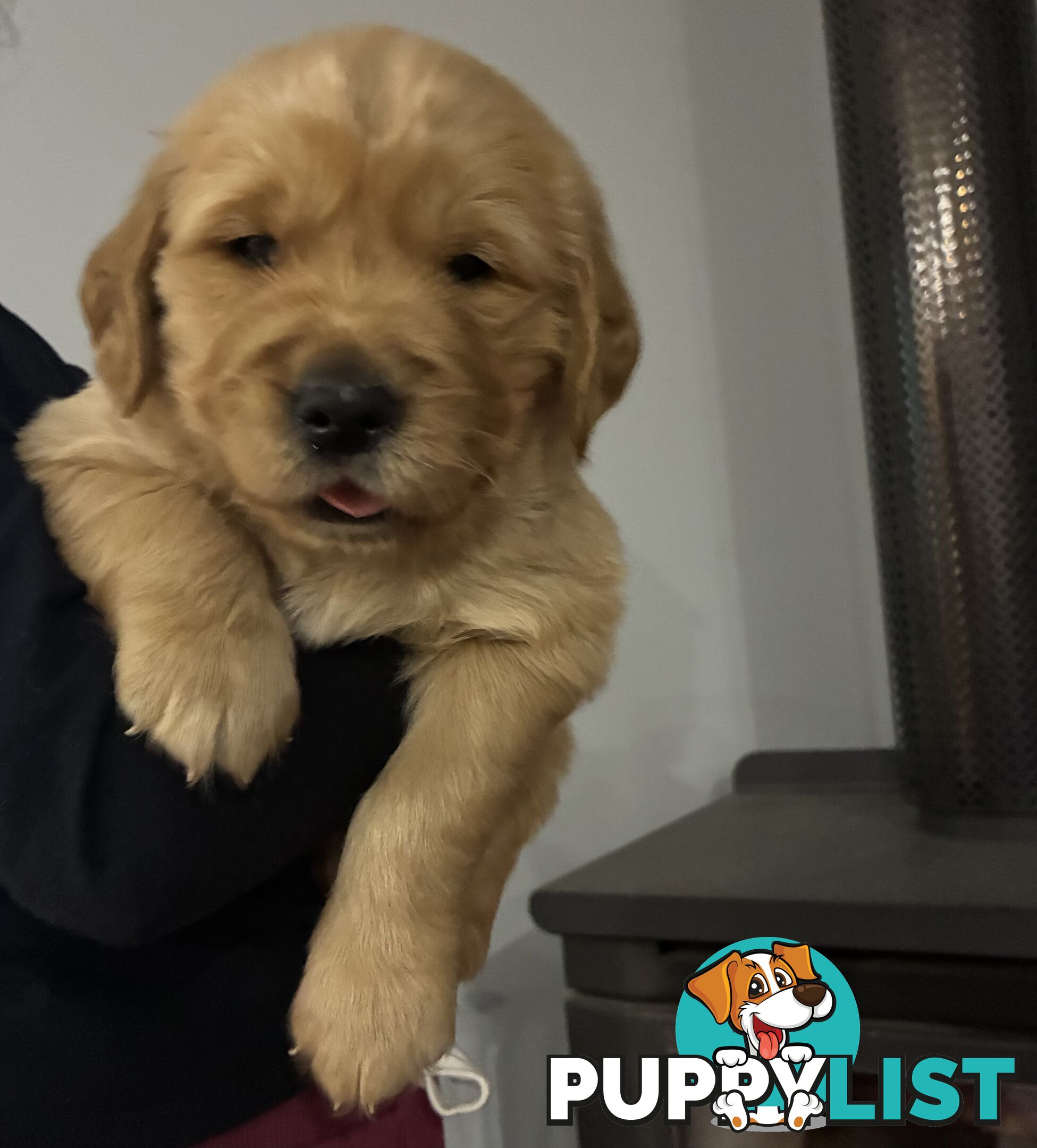 Pure Bred golden retriever puppy