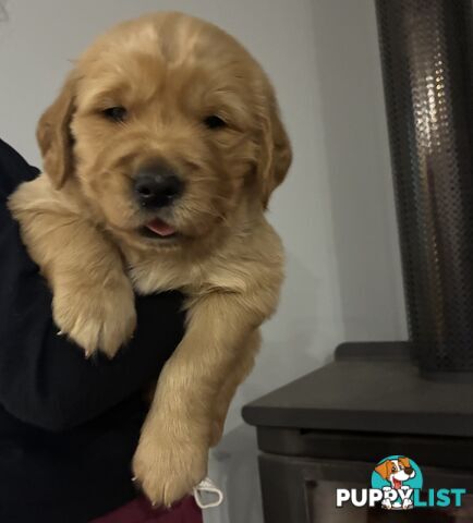 Pure Bred golden retriever puppy