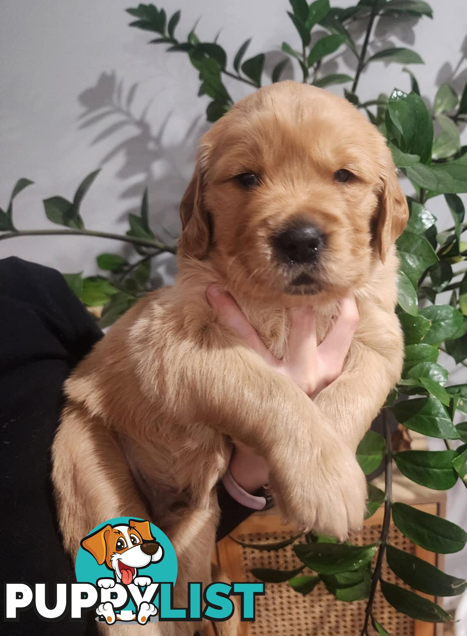 Pure Bred golden retriever puppy