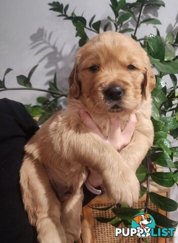Pure Bred golden retriever puppy