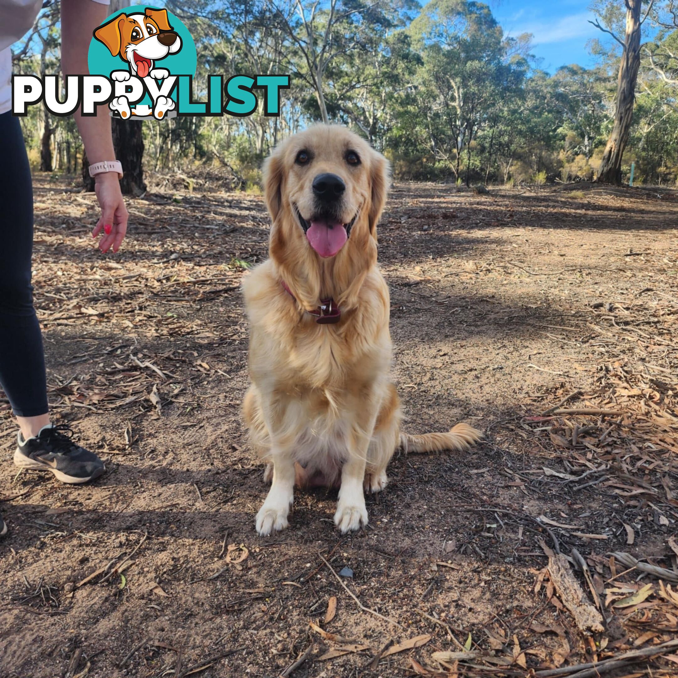 Pure Bred golden retriever puppy