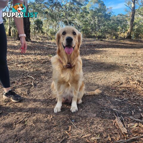 Pure Bred golden retriever puppy