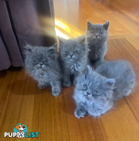 British Blue kittens