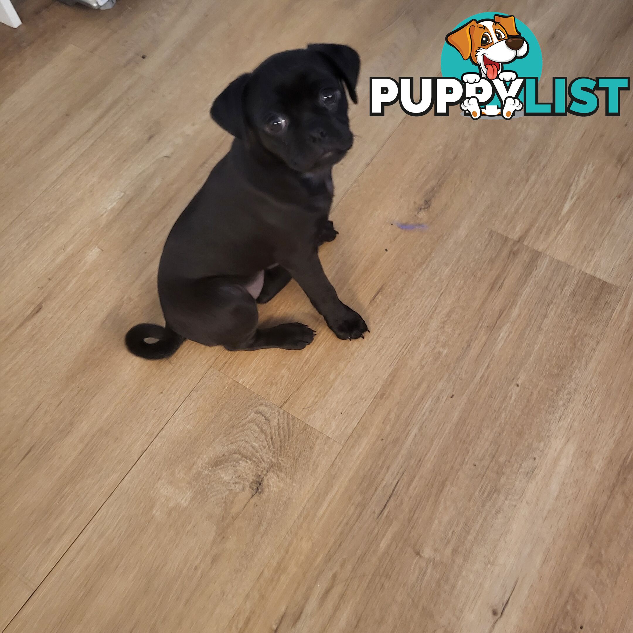 Gorgeous Pug-a-poo black female 12 weeks old