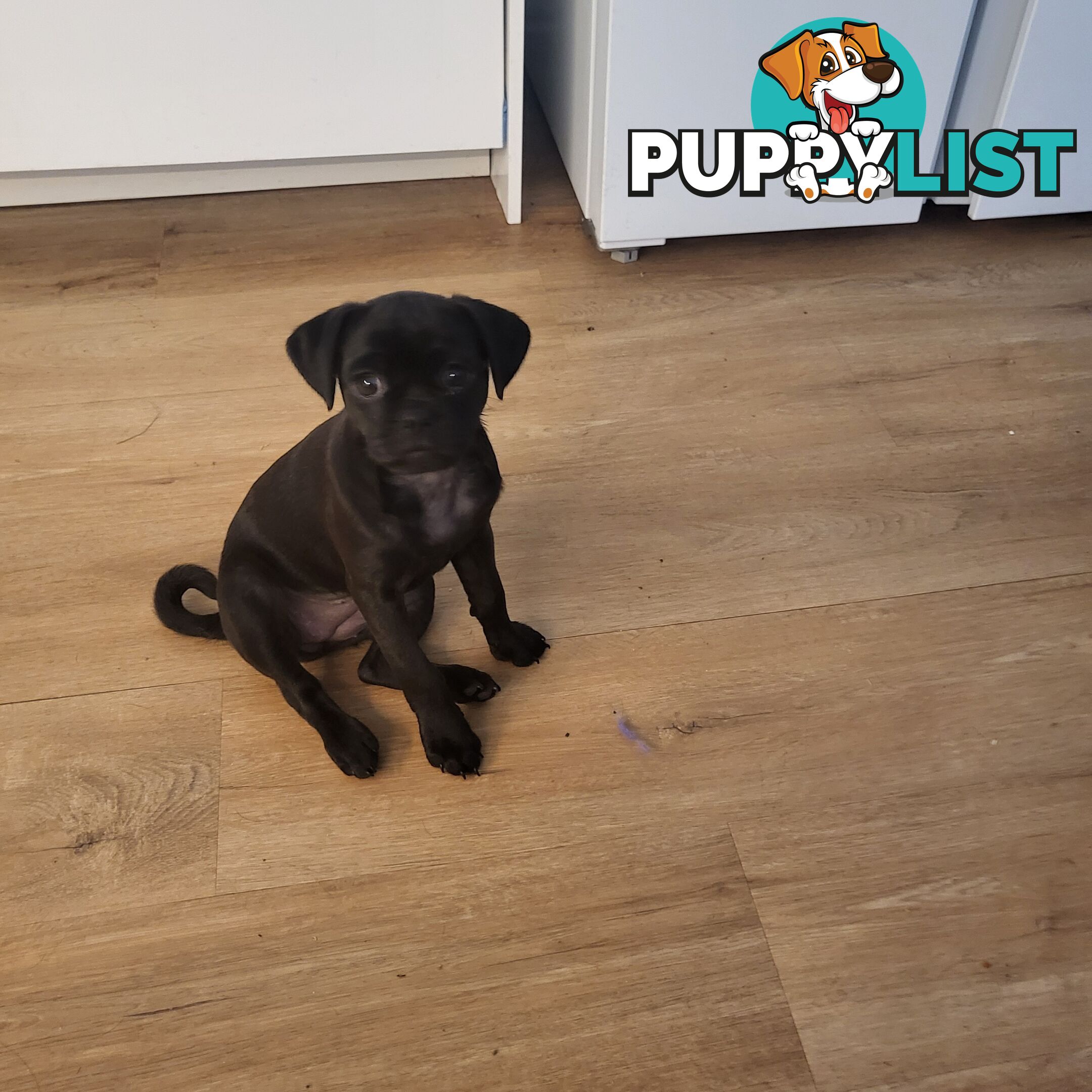 Gorgeous Pug-a-poo black female 12 weeks old