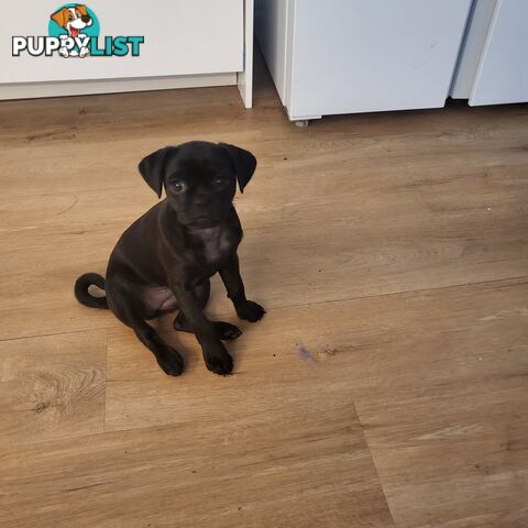 Gorgeous Pug-a-poo black female 12 weeks old