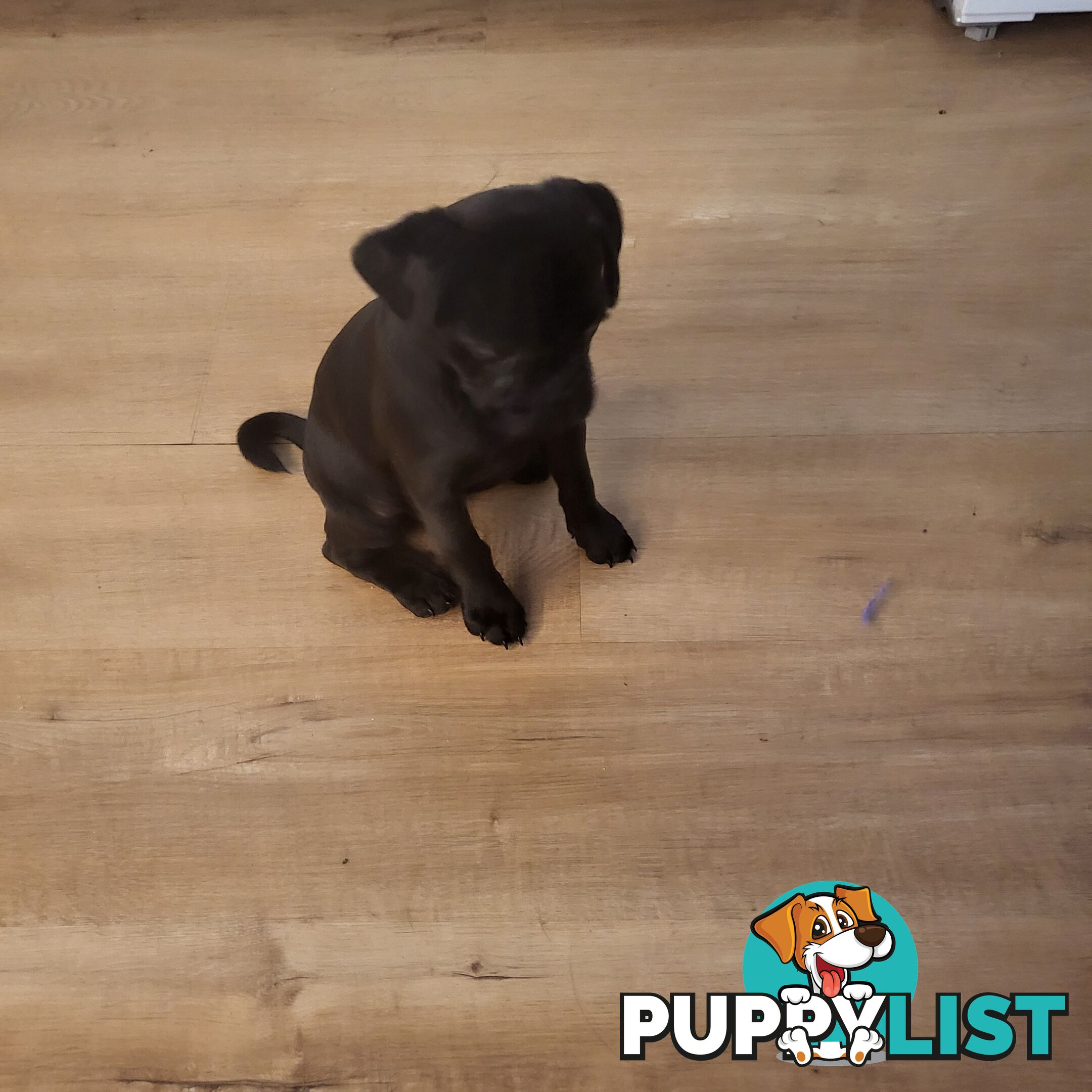 Gorgeous Pug-a-poo black female 12 weeks old