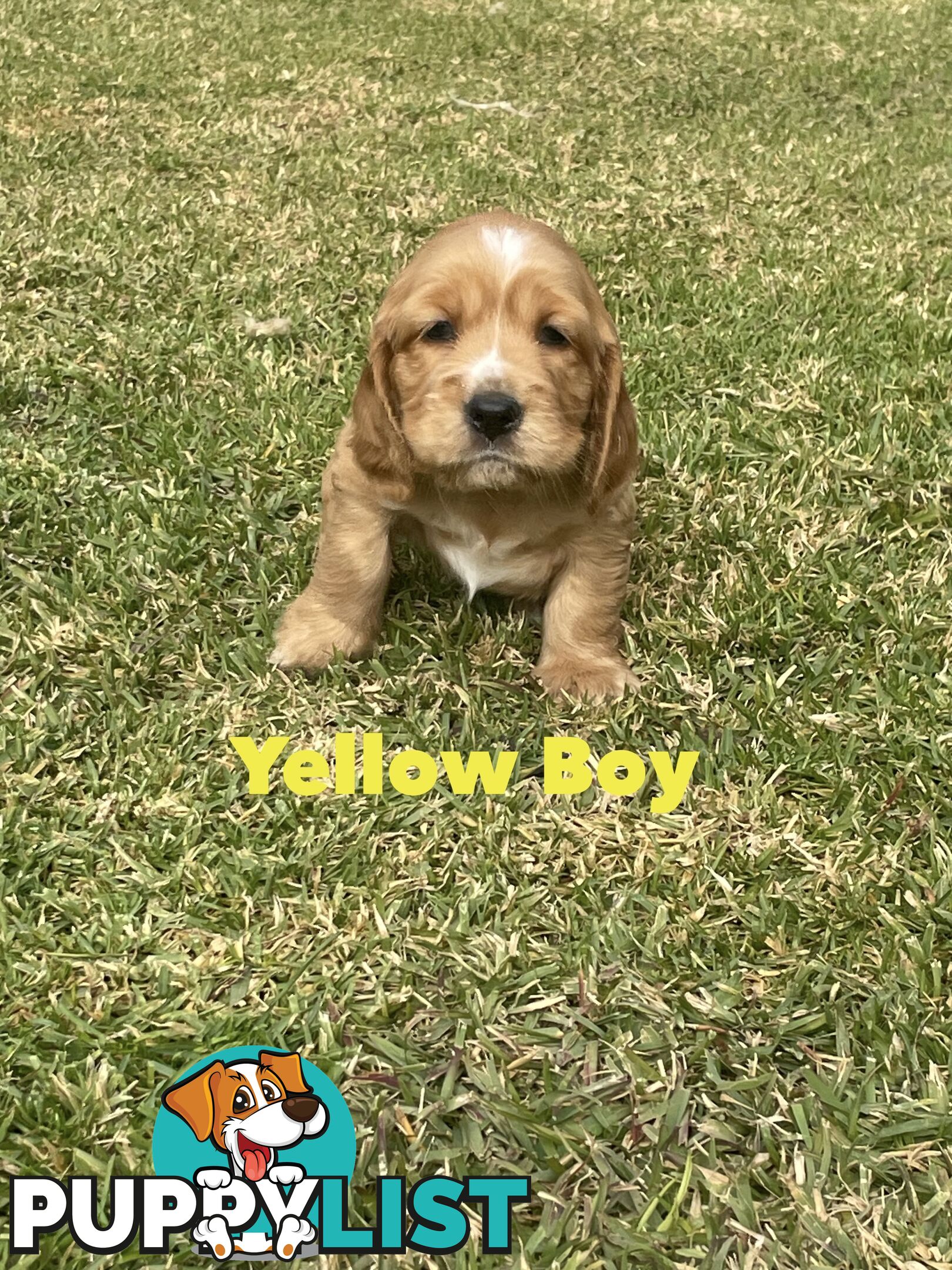 Pure Bred Cocker Spaniel Puppies