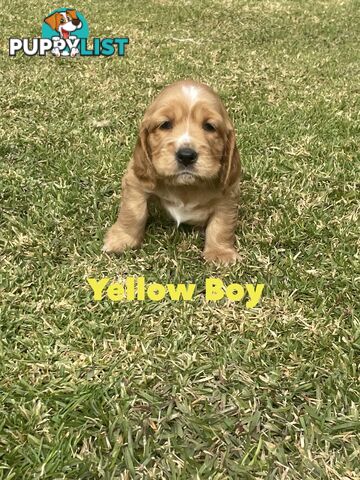 Pure Bred Cocker Spaniel Puppies