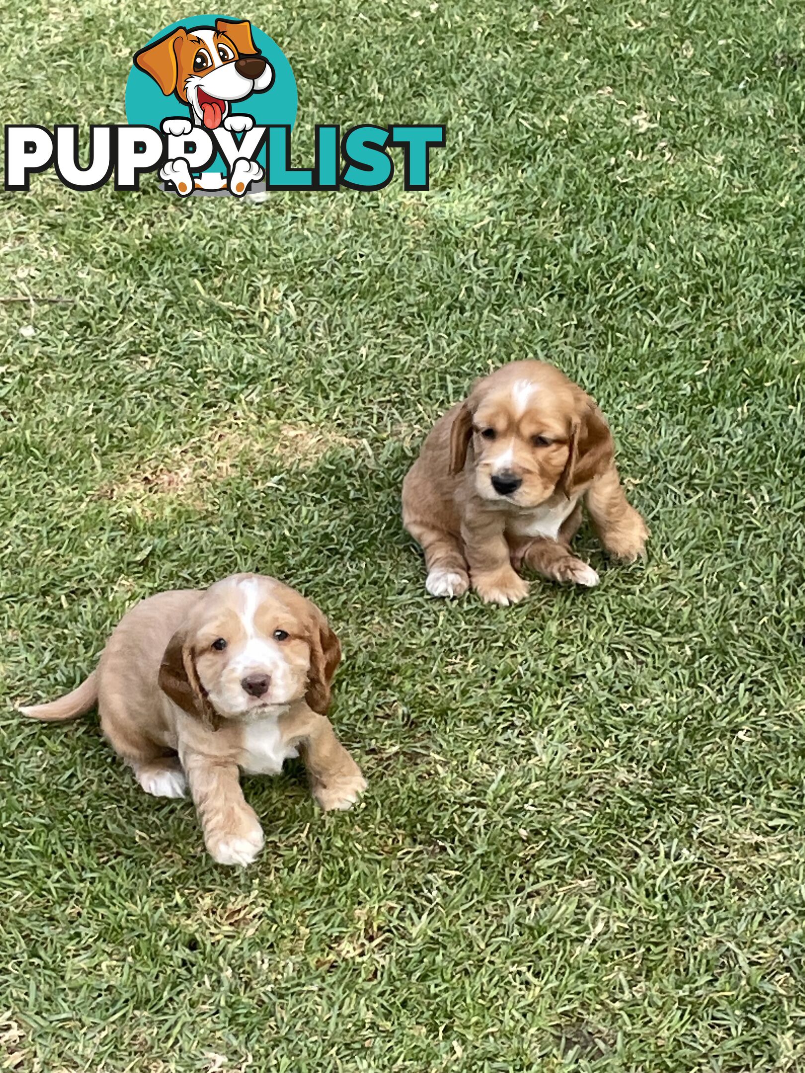 Pure Bred Cocker Spaniel Puppies