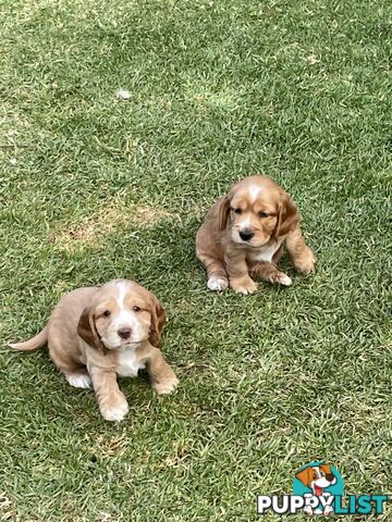 Pure Bred Cocker Spaniel Puppies