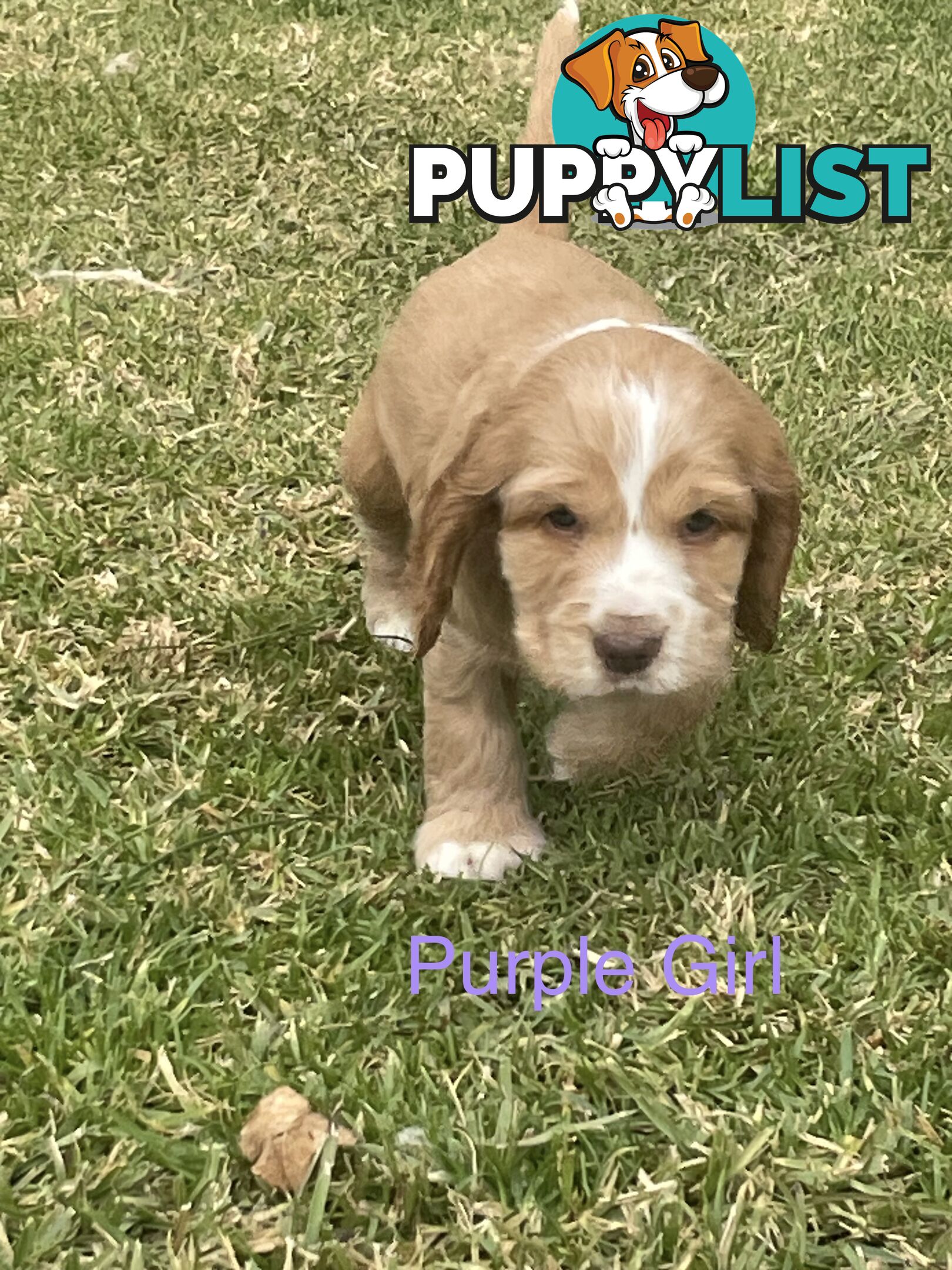 Pure Bred Cocker Spaniel Puppies