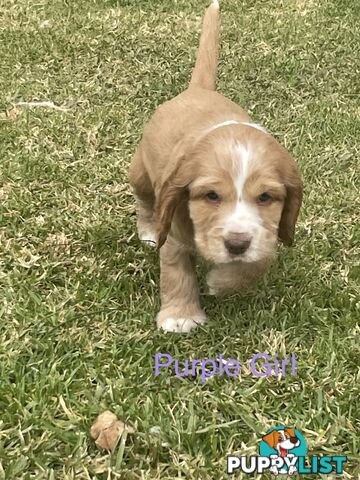 Pure Bred Cocker Spaniel Puppies
