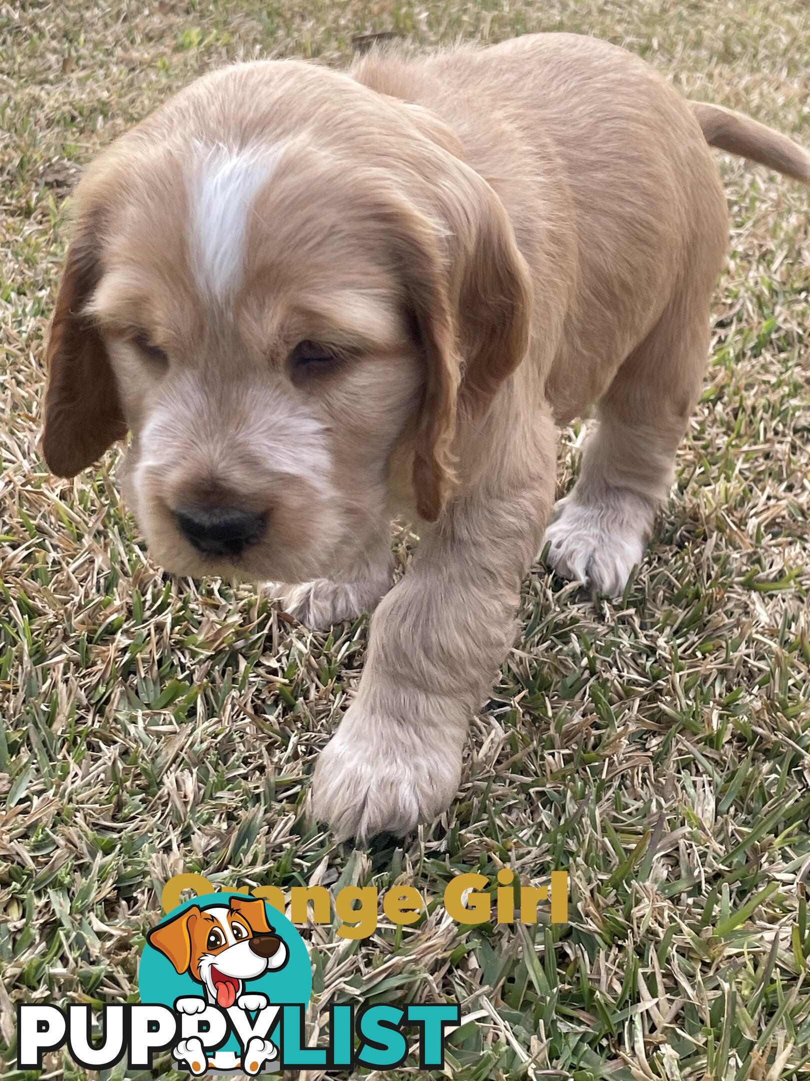 Pure Bred Cocker Spaniel Puppies