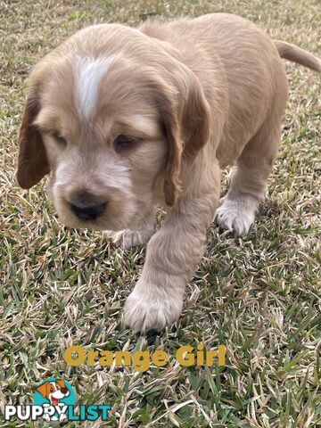 Pure Bred Cocker Spaniel Puppies