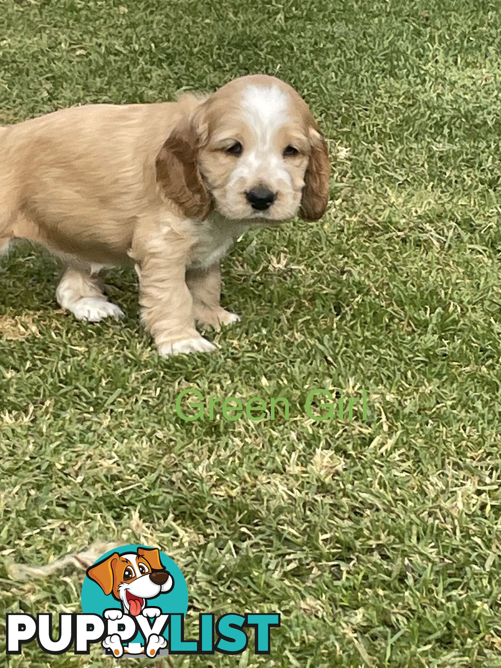 Pure Bred Cocker Spaniel Puppies
