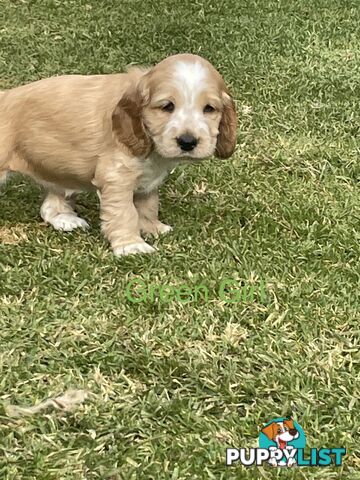 Pure Bred Cocker Spaniel Puppies