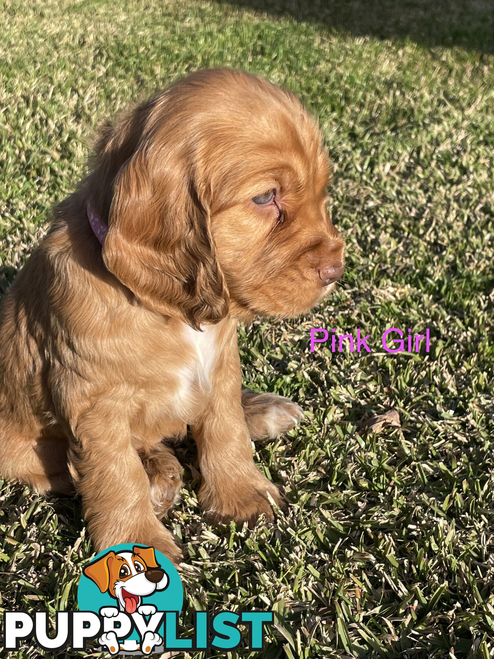 Pure Bred Cocker Spaniel Puppies