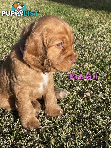 Pure Bred Cocker Spaniel Puppies