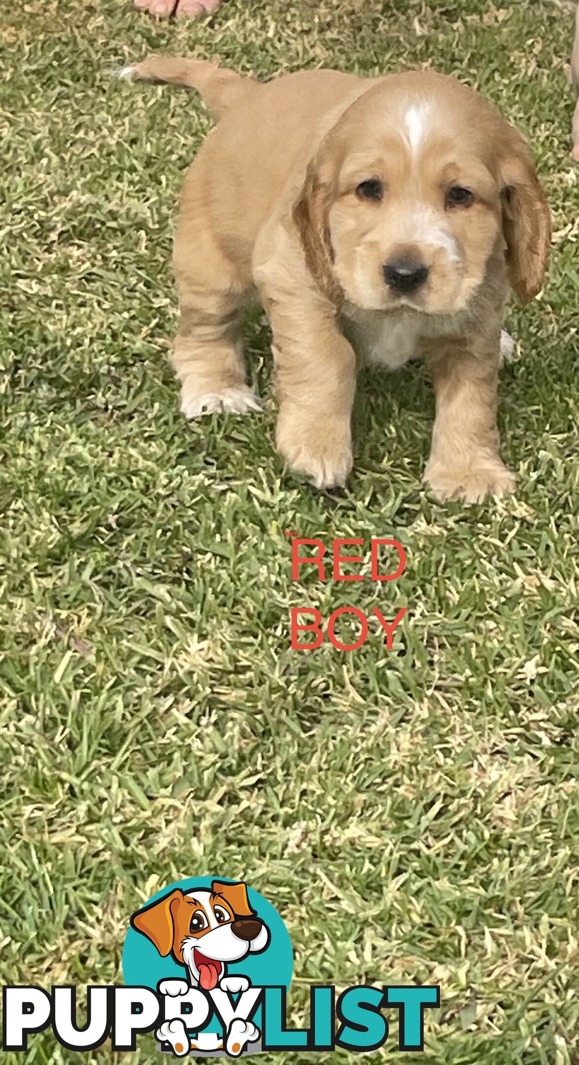 Pure Bred Cocker Spaniel Puppies