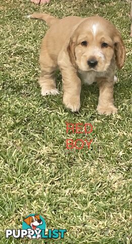 Pure Bred Cocker Spaniel Puppies