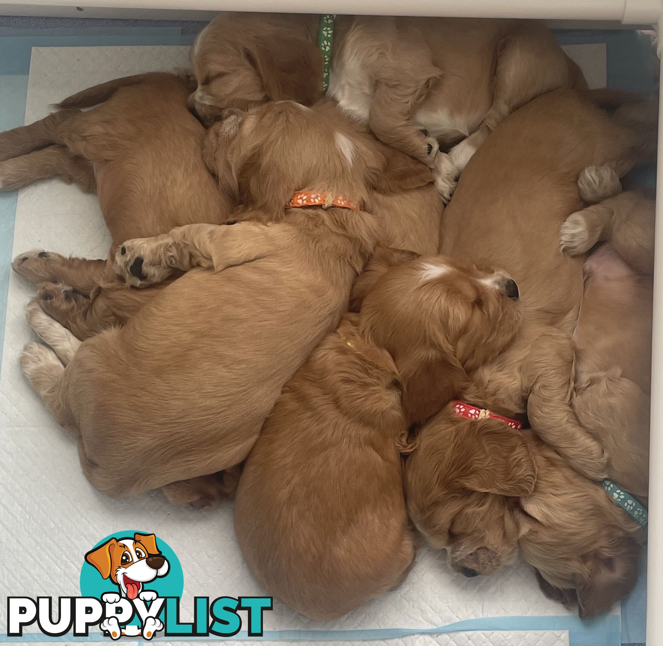 Pure Bred Cocker Spaniel Puppies