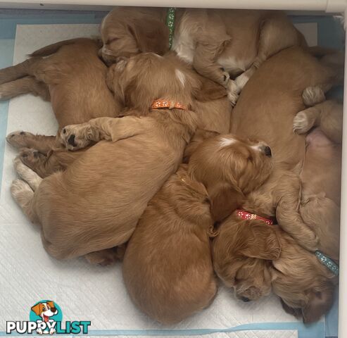 Pure Bred Cocker Spaniel Puppies