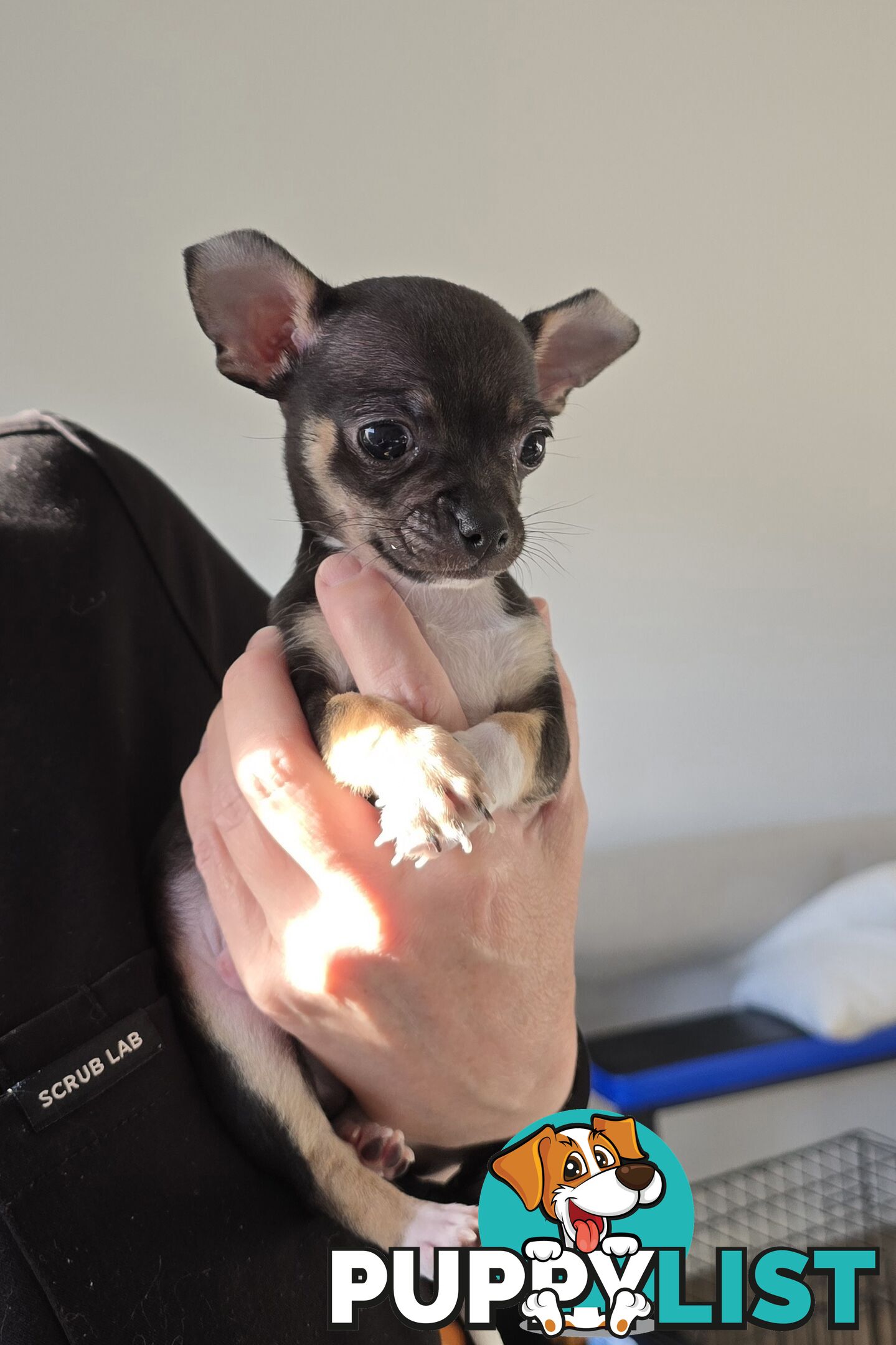 Male Purebred Chihuahua Puppy