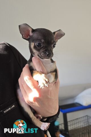 Male Purebred Chihuahua Puppy