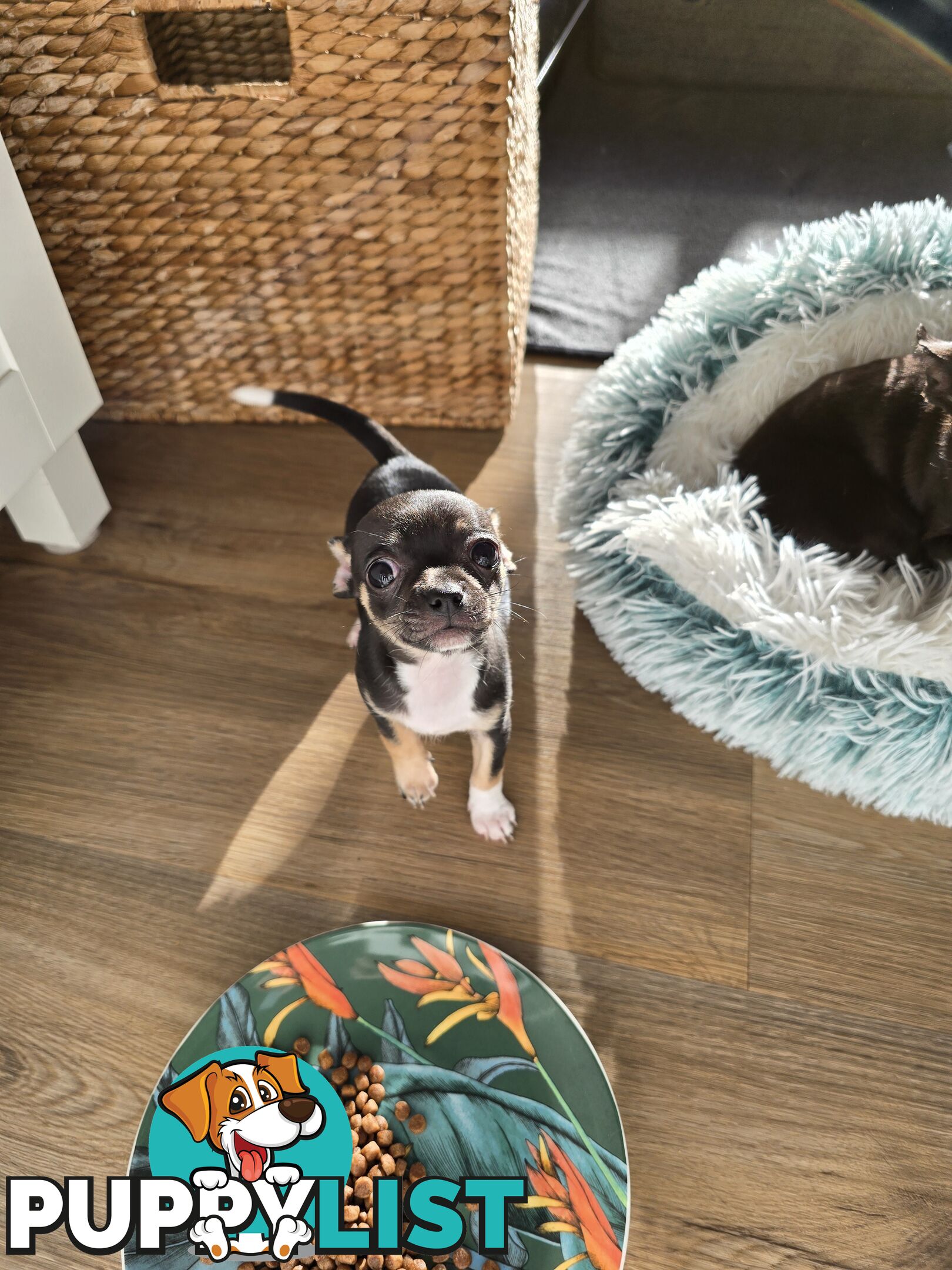 Male Purebred Chihuahua Puppy