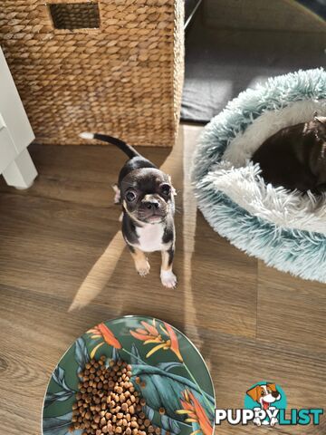 Male Purebred Chihuahua Puppy