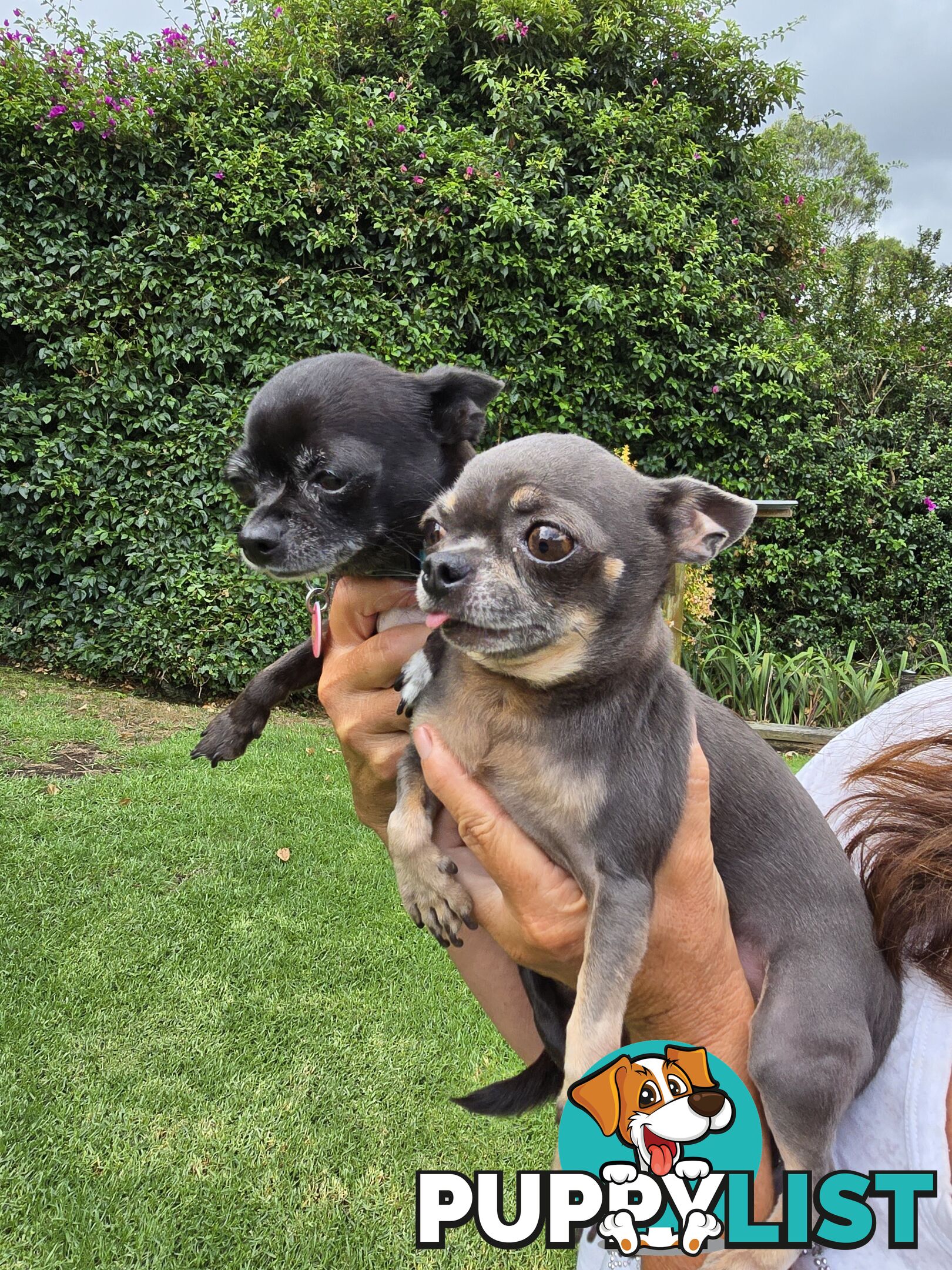 Male Purebred Chihuahua Puppy