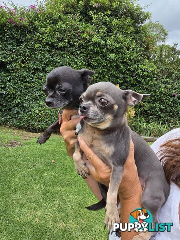 Male Purebred Chihuahua Puppy