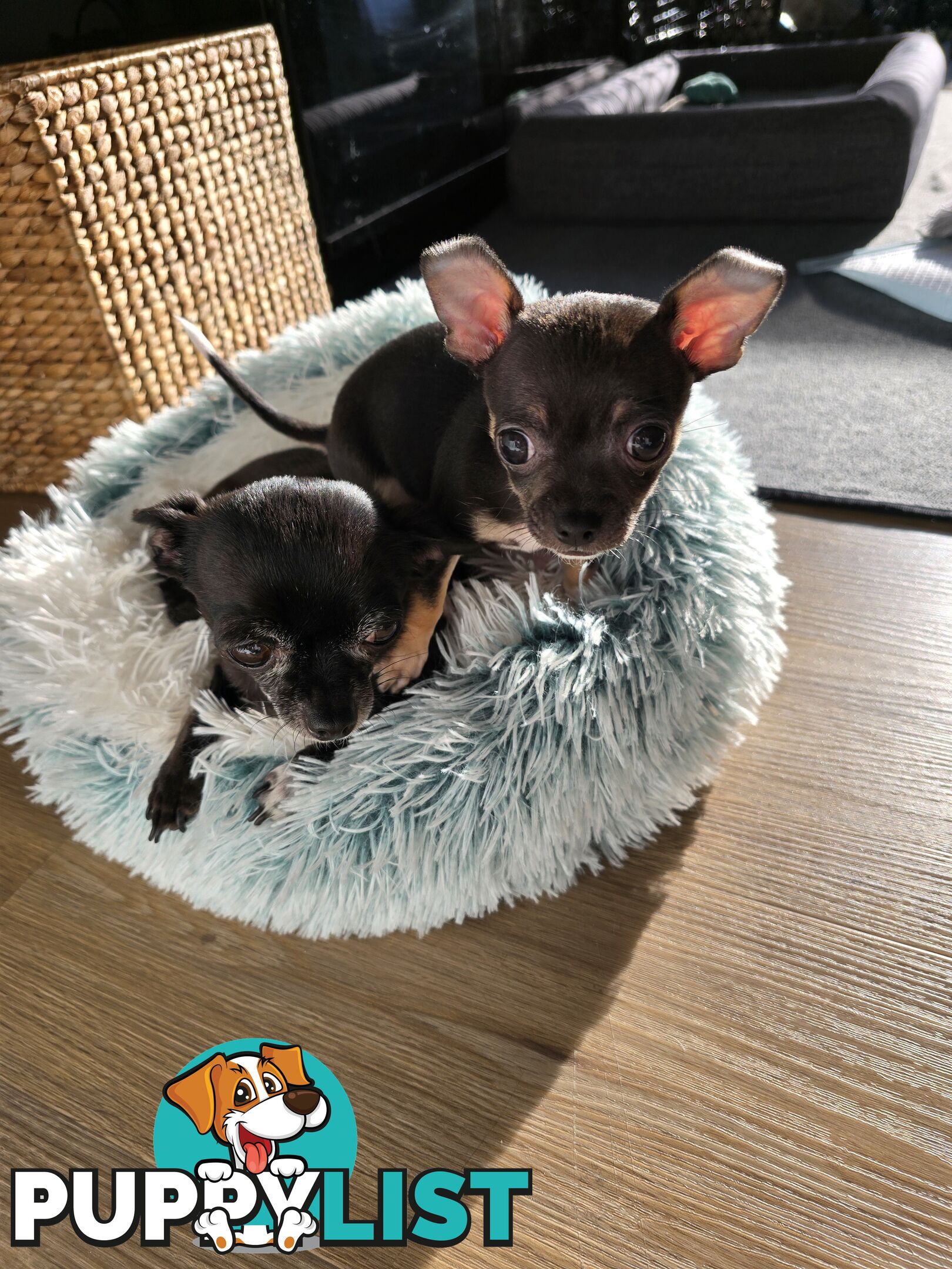 Male Purebred Chihuahua Puppy