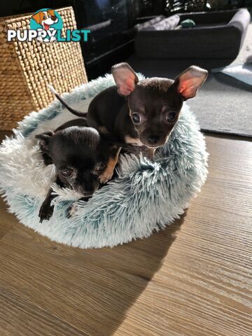 Male Purebred Chihuahua Puppy