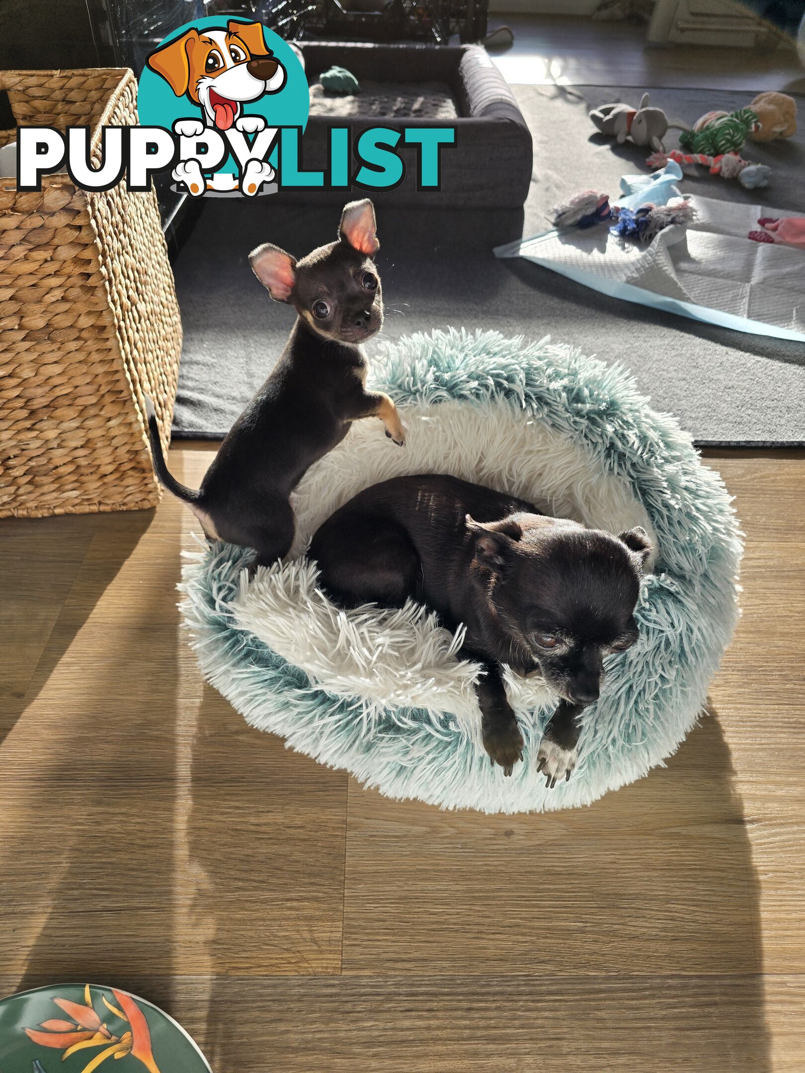 Male Purebred Chihuahua Puppy