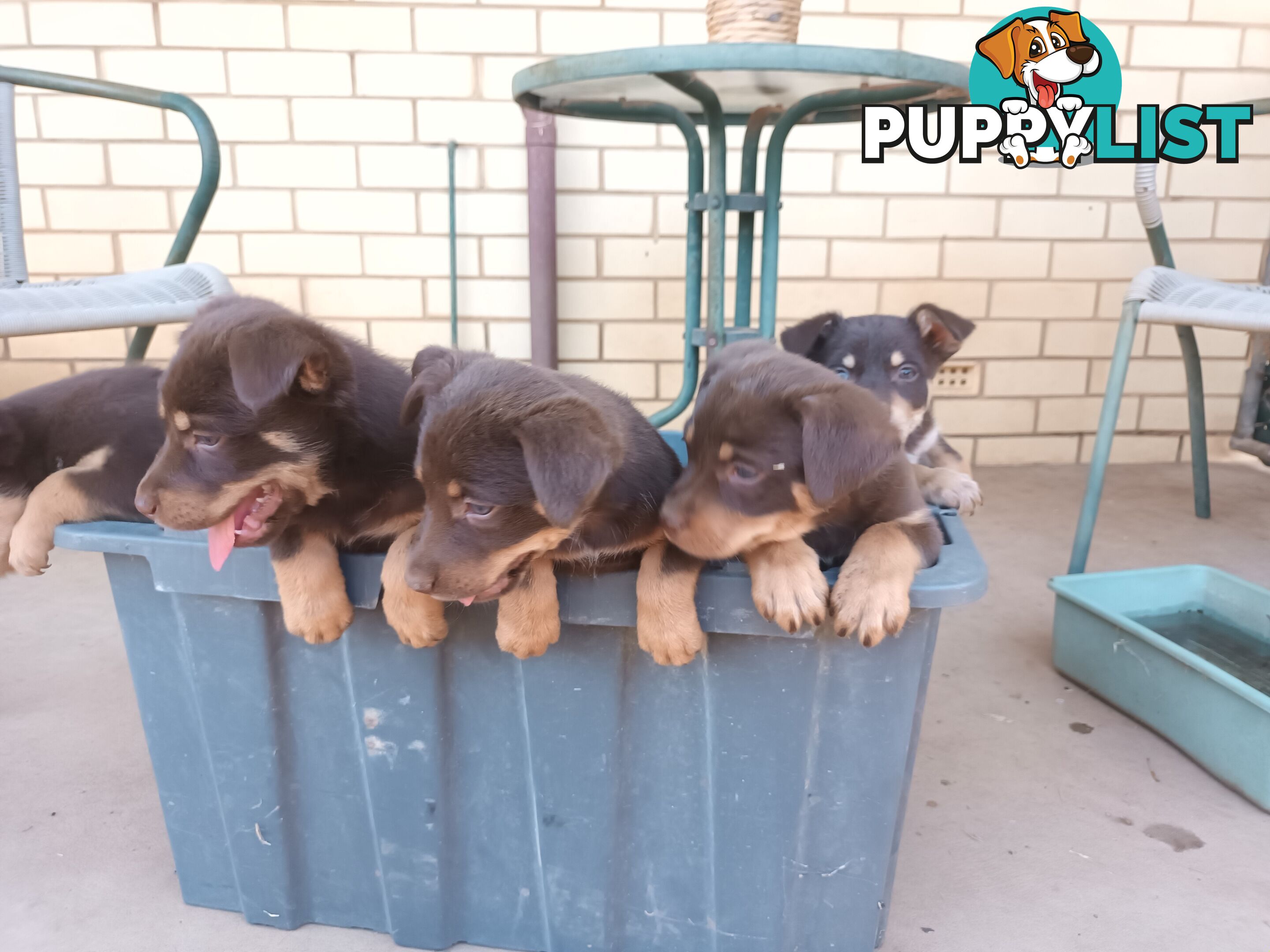 Pedigree kelpies